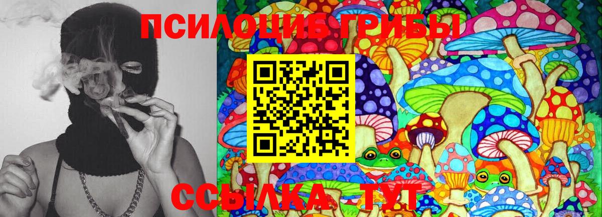 Галлюциногенные грибы Psilocybine cubensis Находка